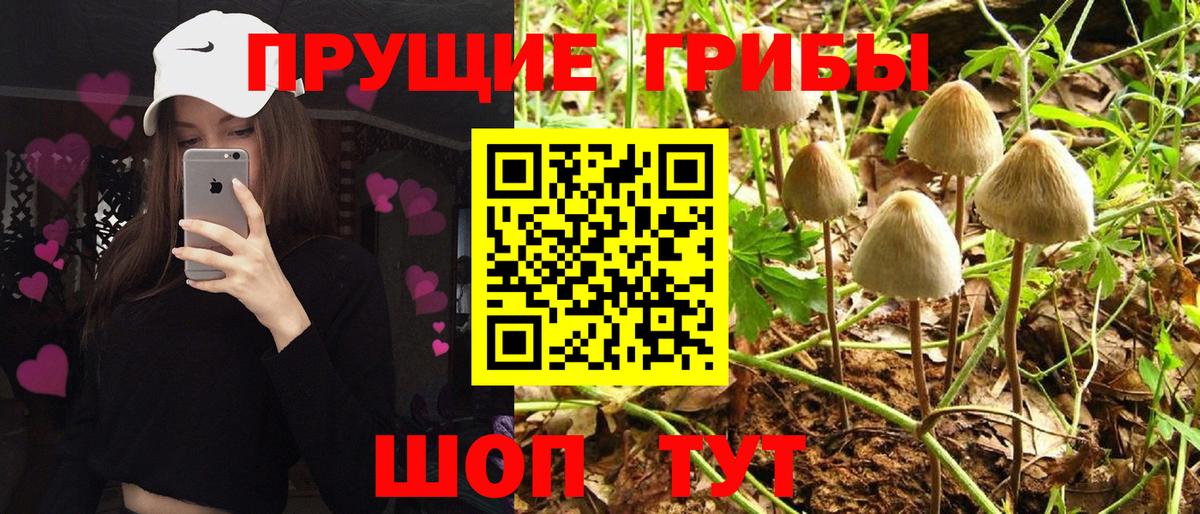 Псилоцибиновые грибы GOLDEN TEACHER Калуга